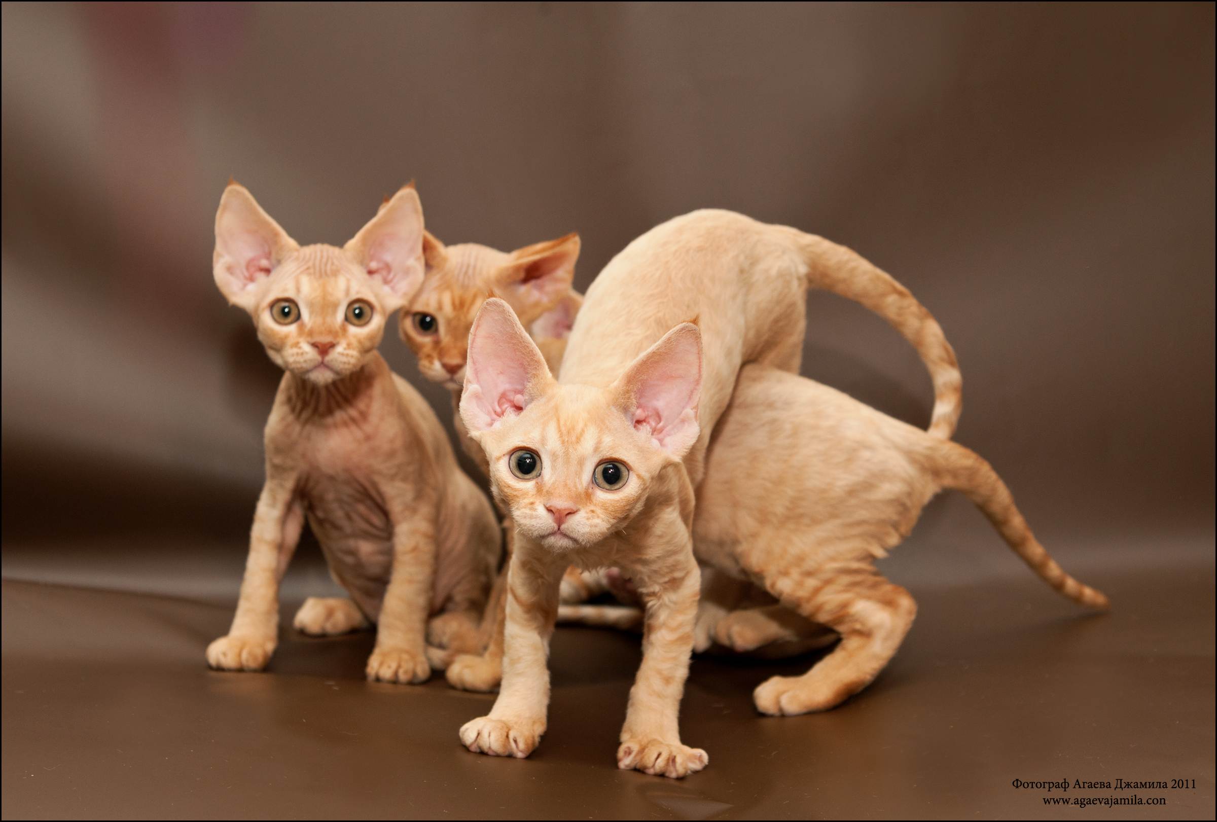 Гипоаллергенные породы кошек: список, фото и описание пород