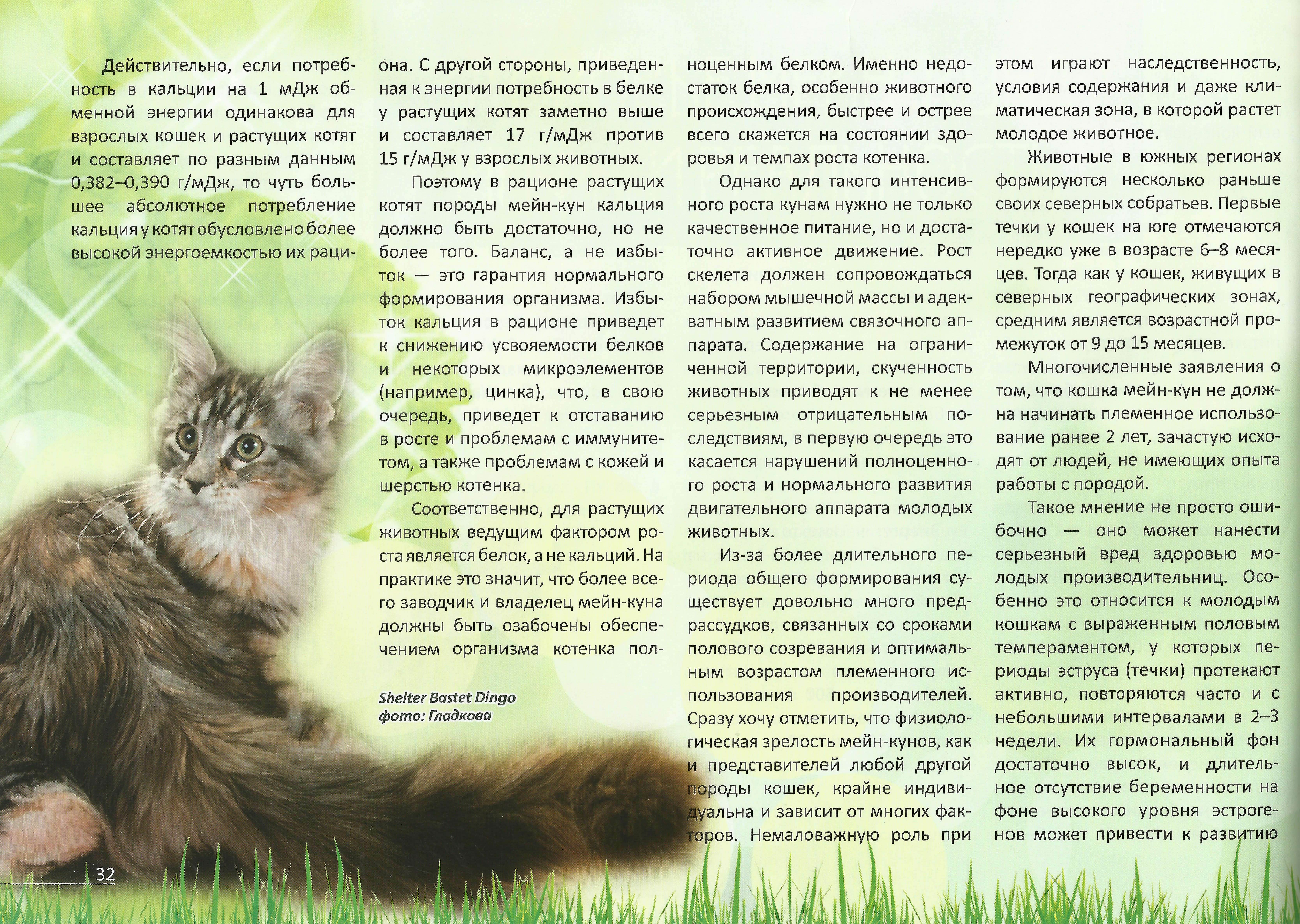 Коты мейн кун: повадки и характеристика породы, особенности содержания и ухода
