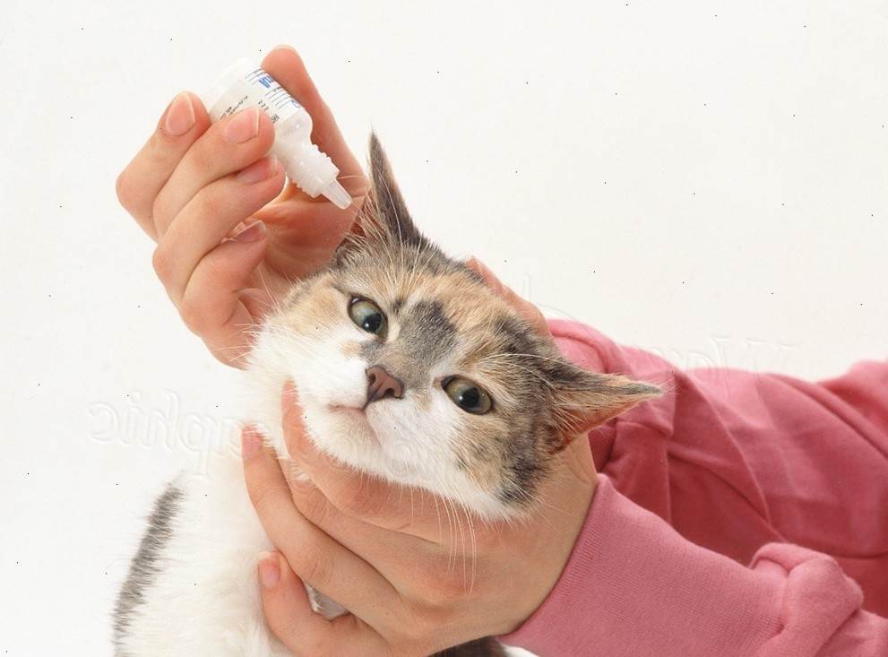Ушной клещ у кошки - лечение, симптомы в домашних условиях. капли от ушного клеща для кошек.