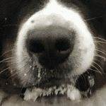 Рвота белой пеной у собаки: причины, лечение и первая помощь