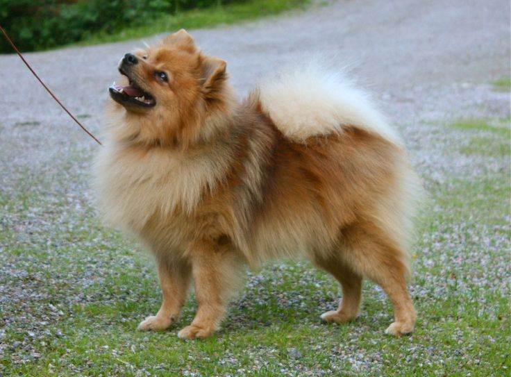 Померанский мини шпиц: описание породы белых и черных померанцев, фото собак