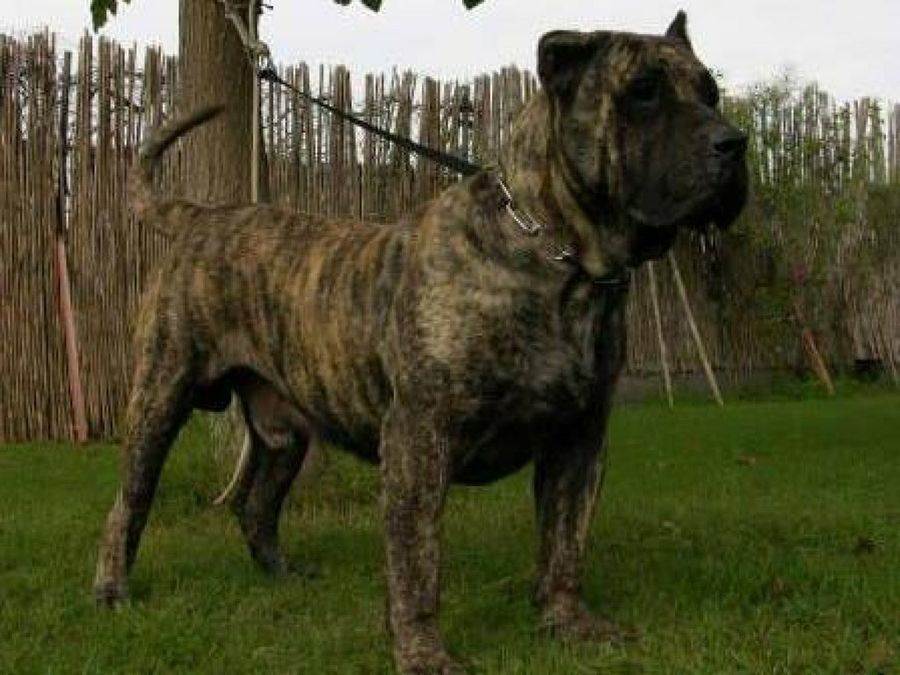Порода собак канарский дог и ее характеристики с фото