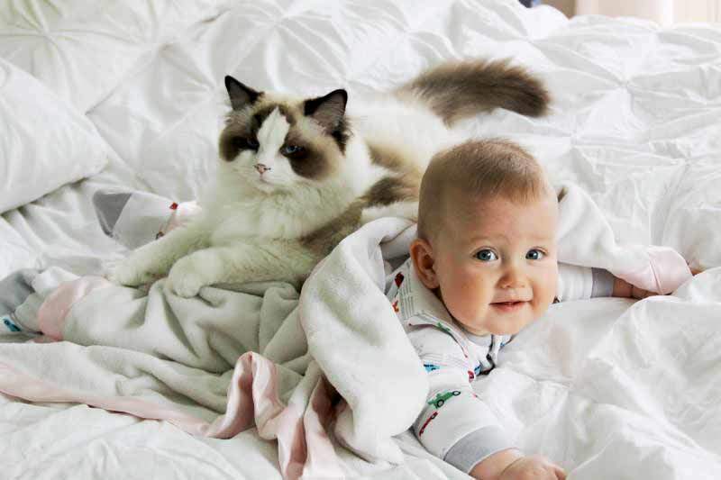 Какие породы кошек лучше всего уживаются в семьях с маленькими детьми