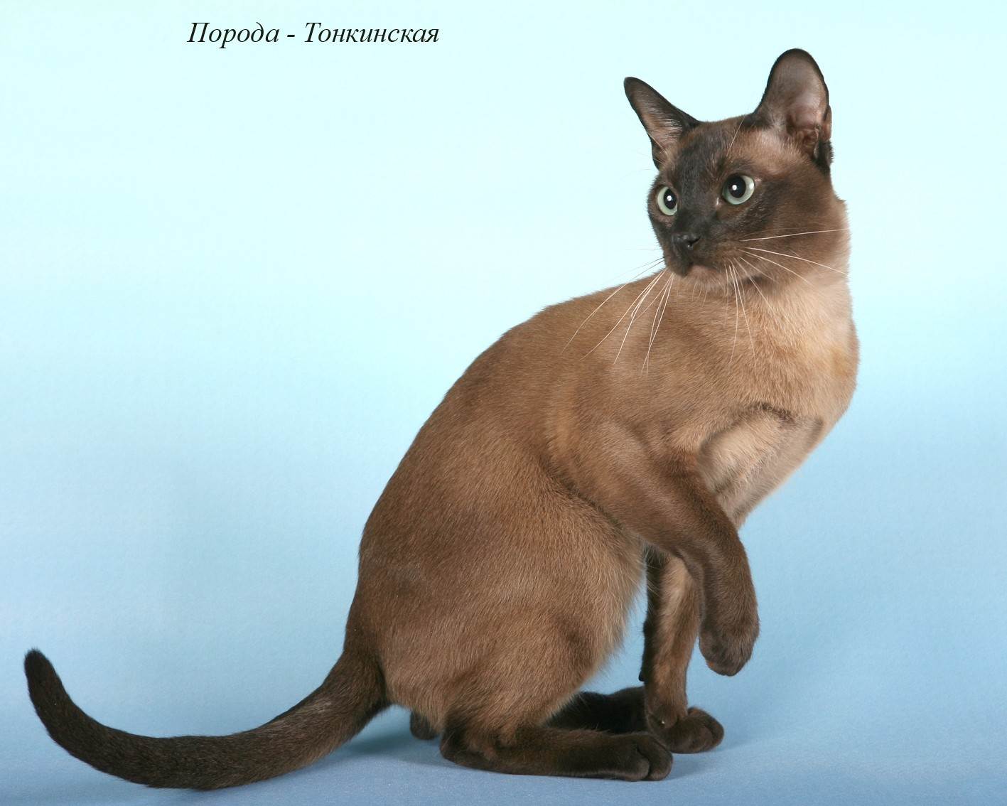 Тонкинская кошка: описание породы кошек, цена