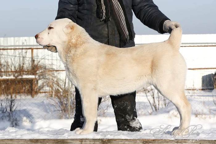 Алабай: все о породе собак среднеазиатской овчарки от а до я