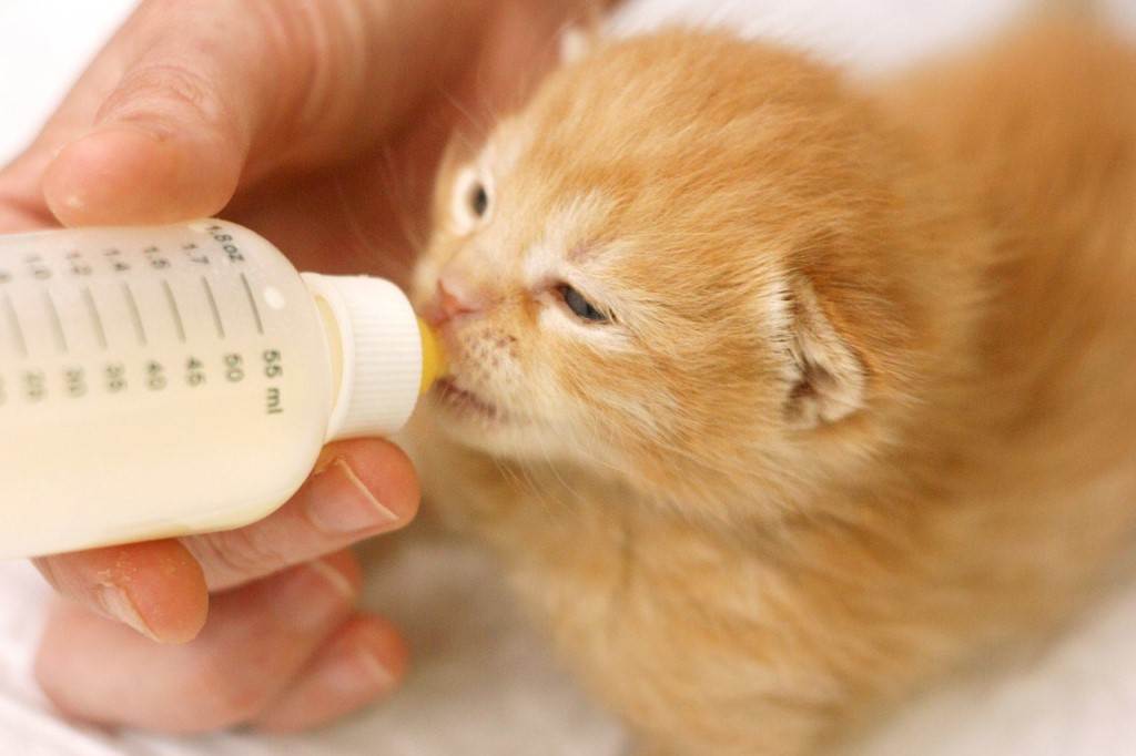 Как ухаживать за новорожденными котятами без мамы-кошки