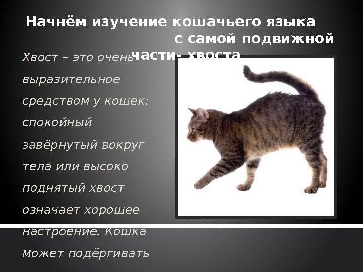 Почему кошка бегает за своим хвостом - kotiko.ru