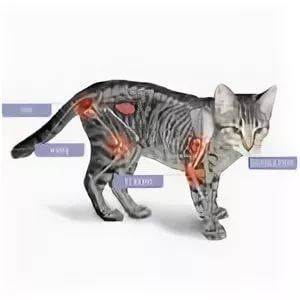 Пожилая кошка хромает на переднюю или заднюю лапу? возможен артрит | мир кота