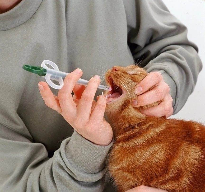 Как дать кошке таблетку – 5 способов и советы