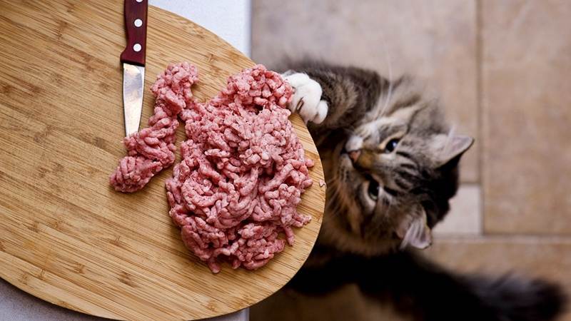 Сырое мясо кошкам