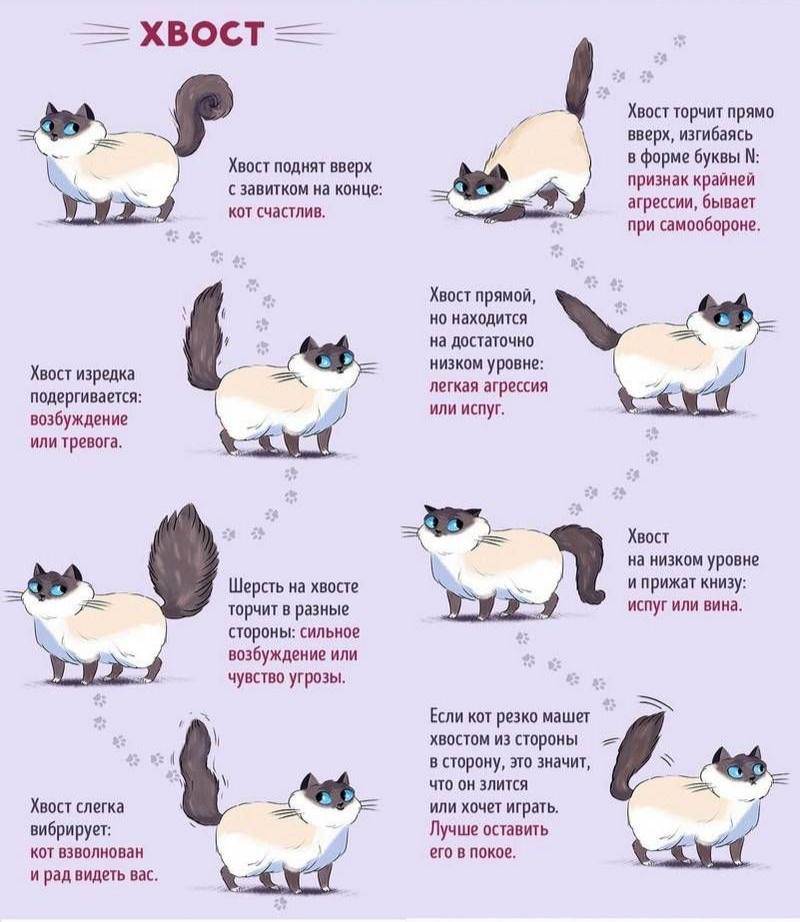 Как понравиться вашей кошке, используя язык морганий :: инфониак