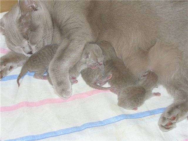 Котята после рождения. правила ухода - petstory