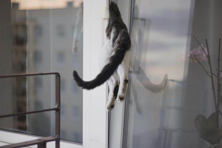 Кот выпал из окна: что делать при различных видах травм
