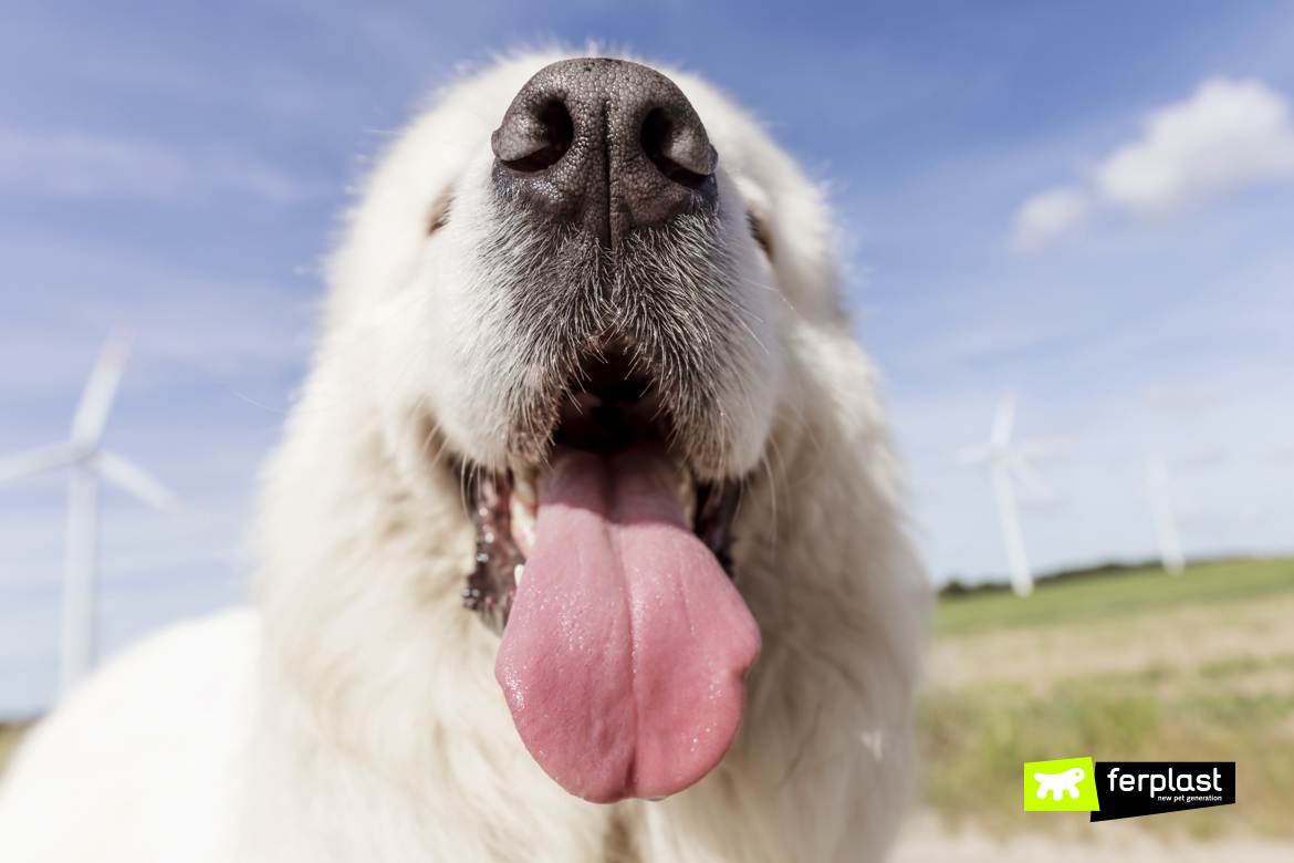 Как потеют собаки: есть ли у них потовые железы, терморегуляция и перегрев