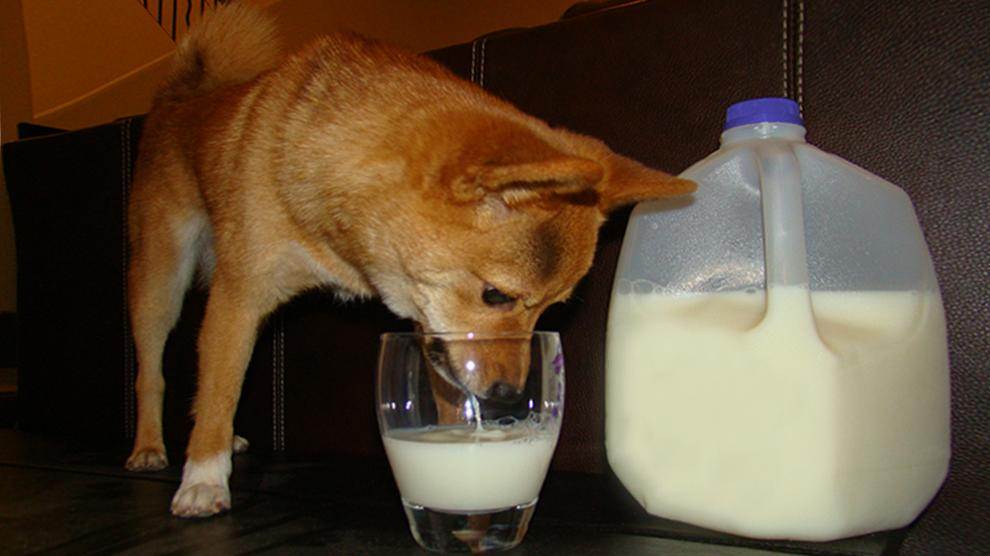 Можно кормить щенка молоком. Собачье молоко. Собака пьет молоко. Молоко с собачкой.