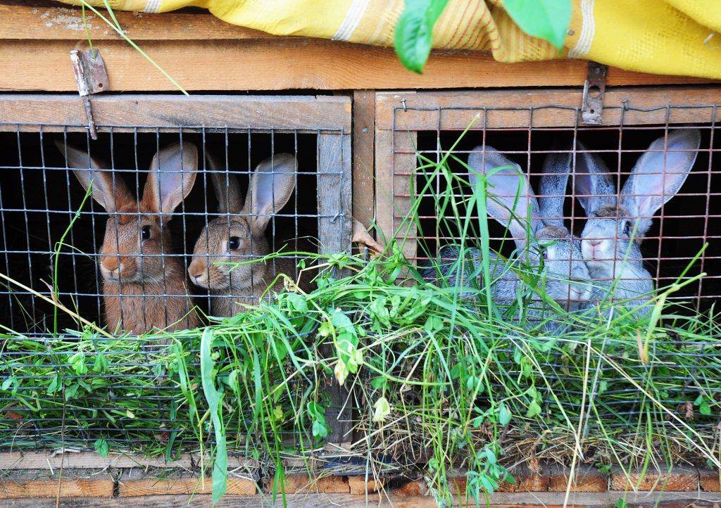 Вольер для кроликов: строительство, как правильно содержать и разводить