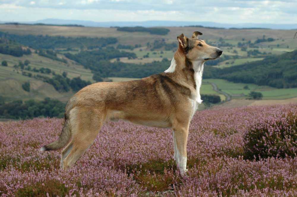 Описание породы короткошерстных и длинношерстных шотландских собак колли