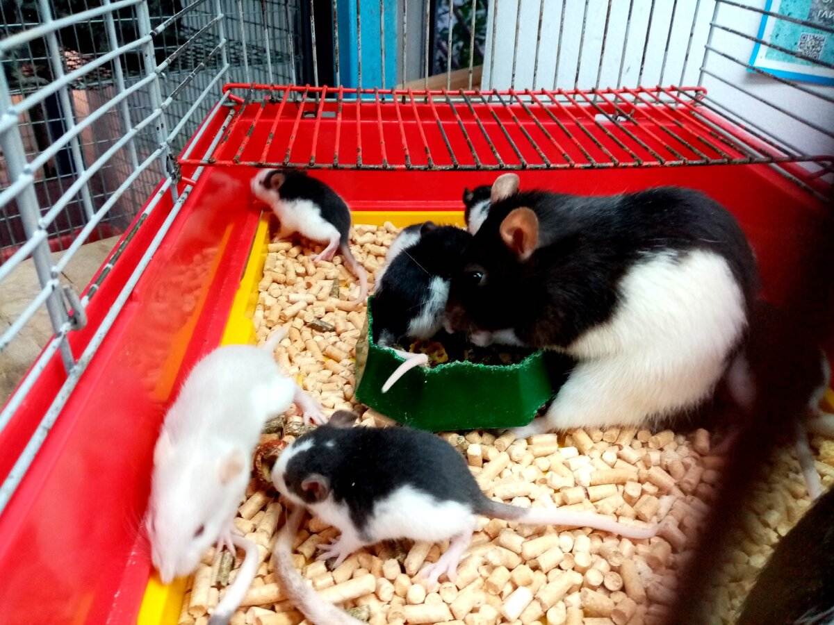 Лысые декоративные крысы породы сфинкс: уход и содержание, здоровье, кормление, клетка, фото и видео, стоимость | мир домашних животных