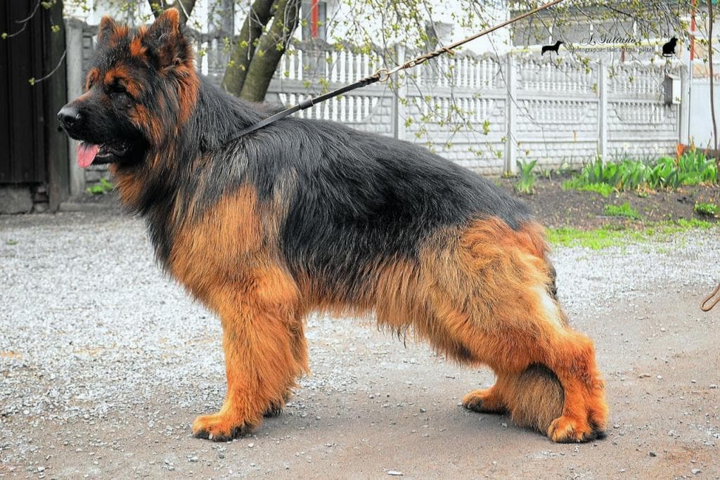 Описание породы собак длинношерстная немецкая овчарка: характер, уход, предназначение