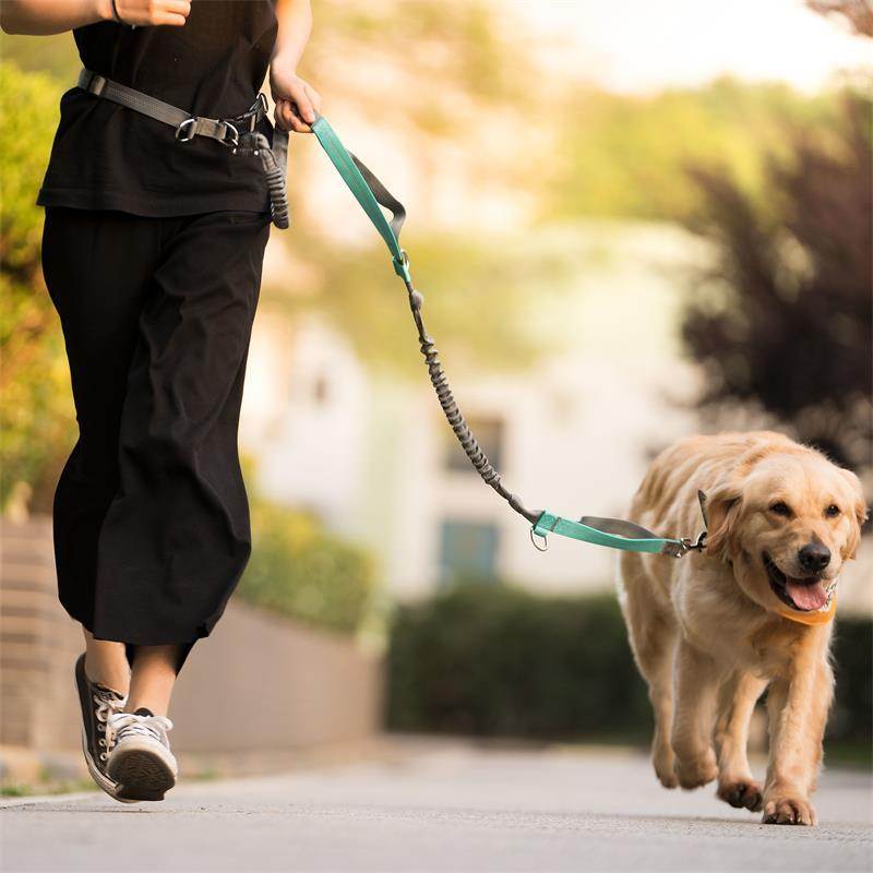 Как отучить собаку тянуть поводок на прогулке? - petstory