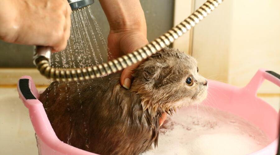 Как мыть крысу в домашних условиях?