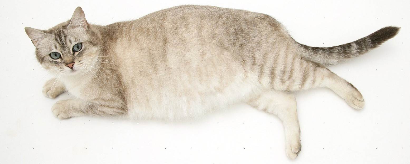 Выделения у кошки из половых органов: 3 возможных вида, нормальное и ненормальное состояние, вероятные заболевания и их лечение