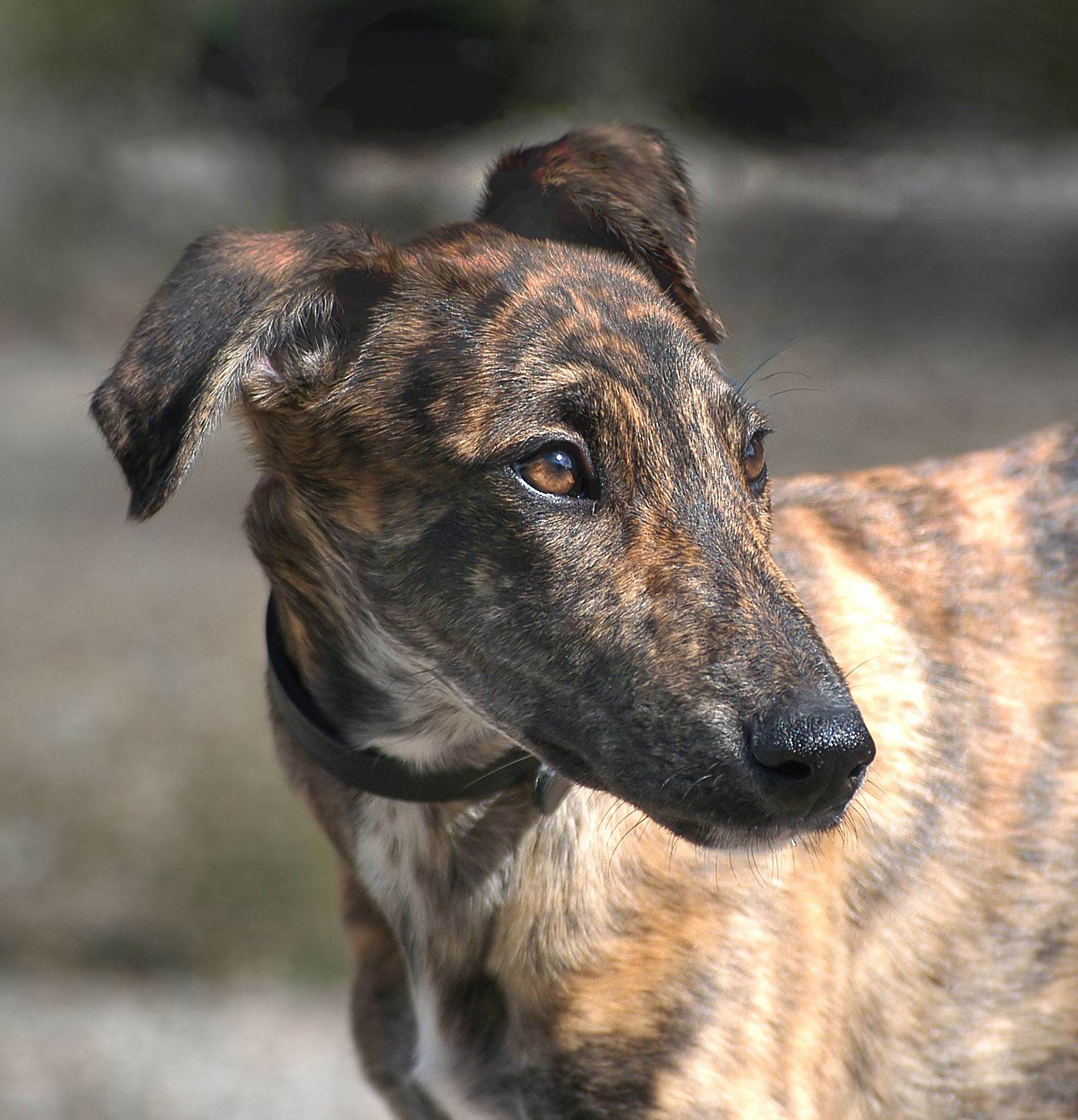Борзая собака: породы с описанием и фото, охота с борзыми