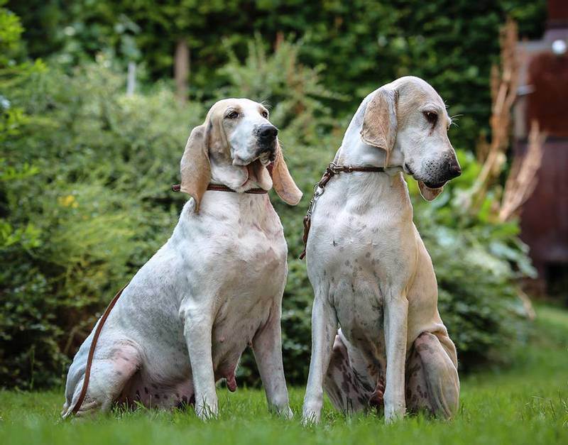 Собаки породы порселен, характерные особенности, история происхождения и стандарты породы