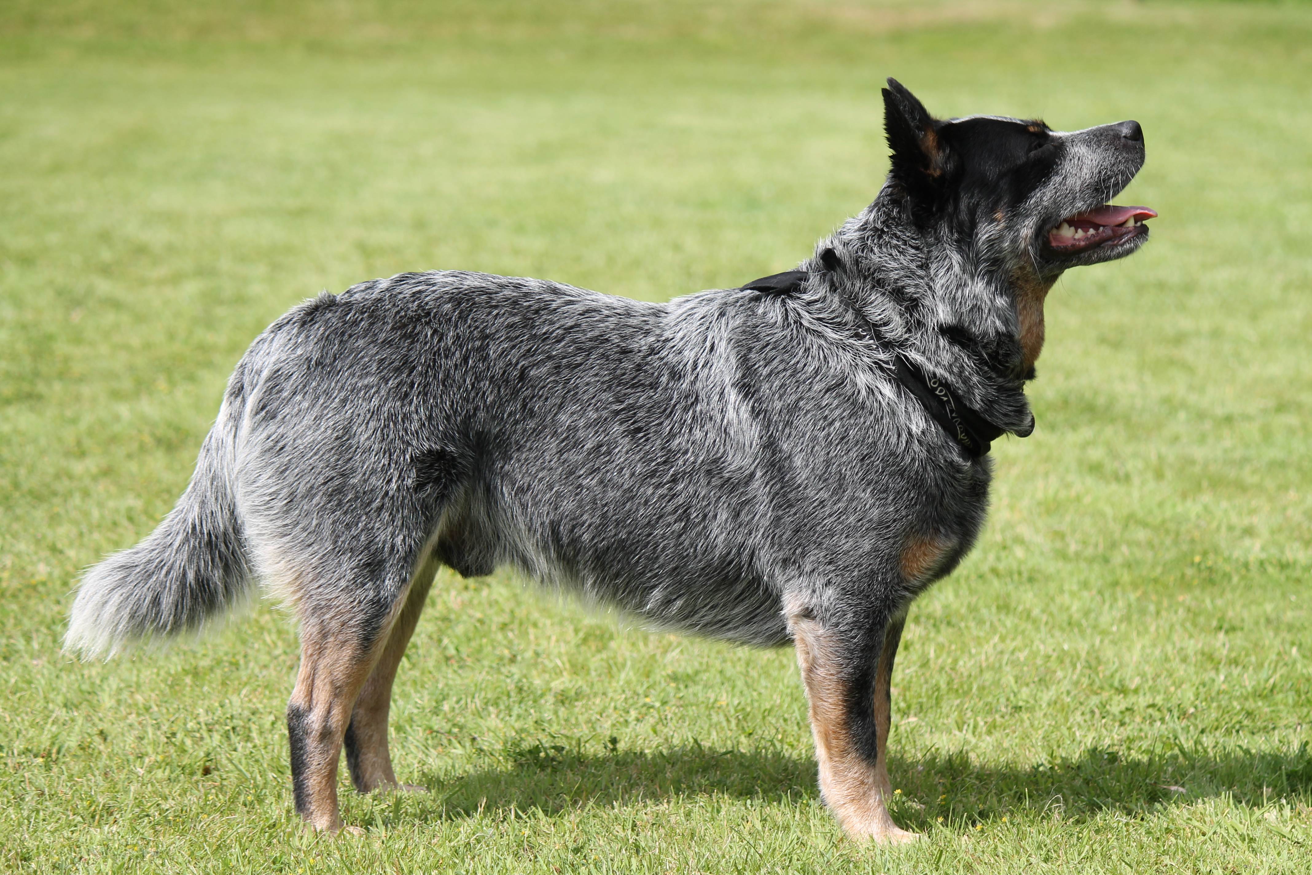 Австралийская короткохвостая пастушья собака (АКПС)