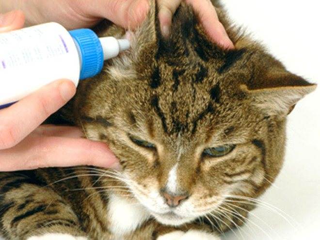Как лечить подкожный клещ у кошек - «айболит плюс» - сеть ветеринарных клиник