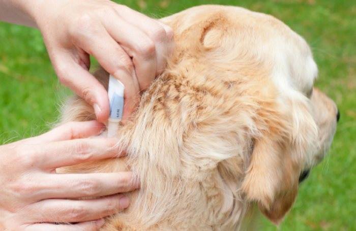 Экзема у собак – симптомы и лечение