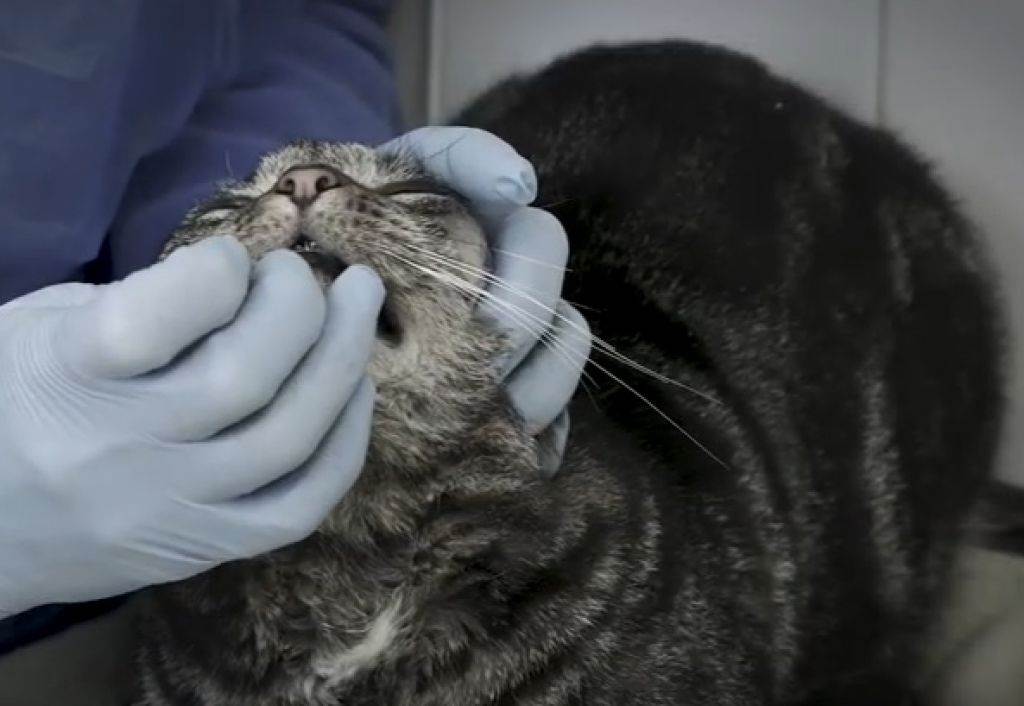 Запоры у кошек: причины, симптомы и советы ветеринара, как лечить
