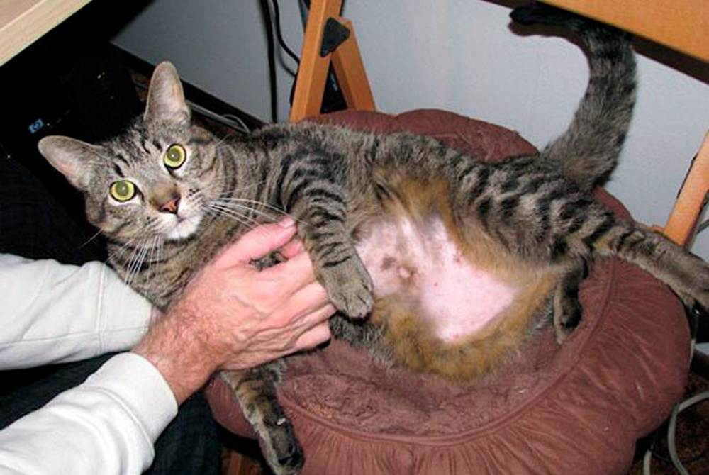 Как вывести шерсть из желудка кошки в домашних условиях, что делать если она не может отрыгнуть?