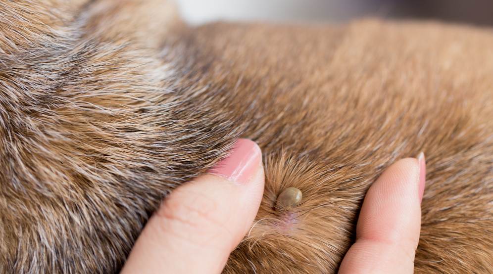 Укус клеща у собаки – симптомы, последствия и лечение в домашних условиях