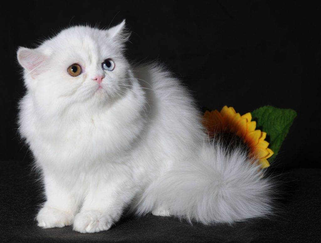 Наполеон: уникальная порода карликовых домашних котов