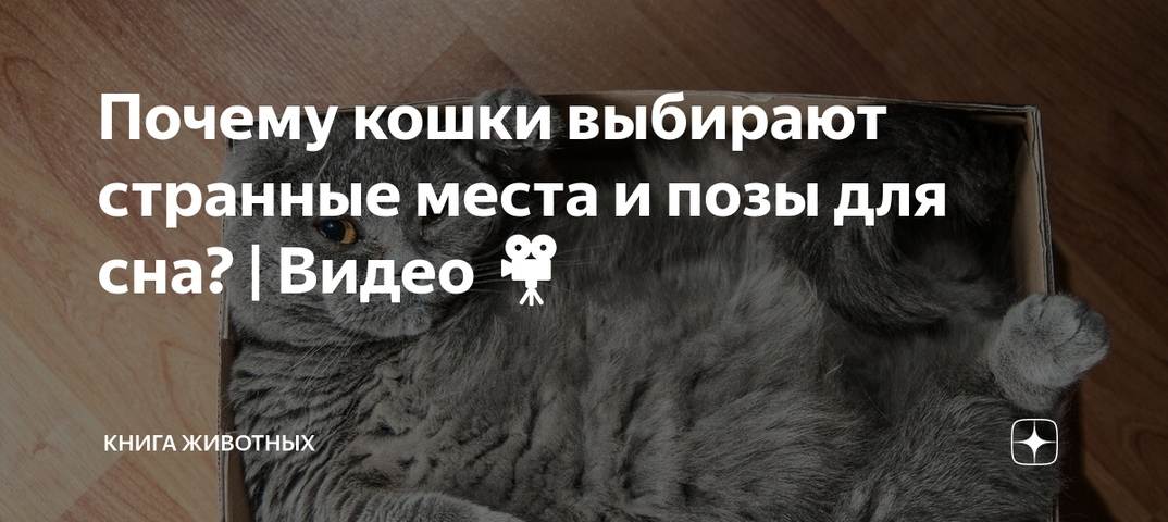 ᐉ пердят ли кошки, почему коты не пукают? - zoomanji.ru