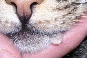 7 причин пены изо рта у кошки - что делать