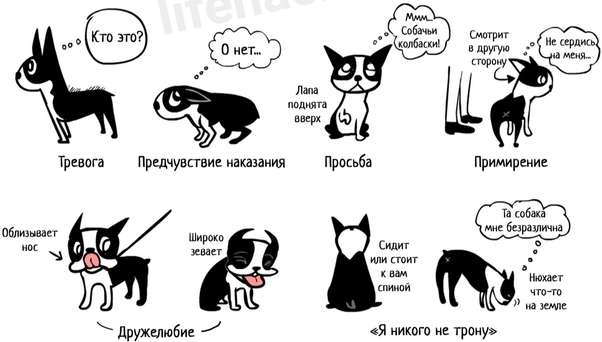 Как переводится кошек