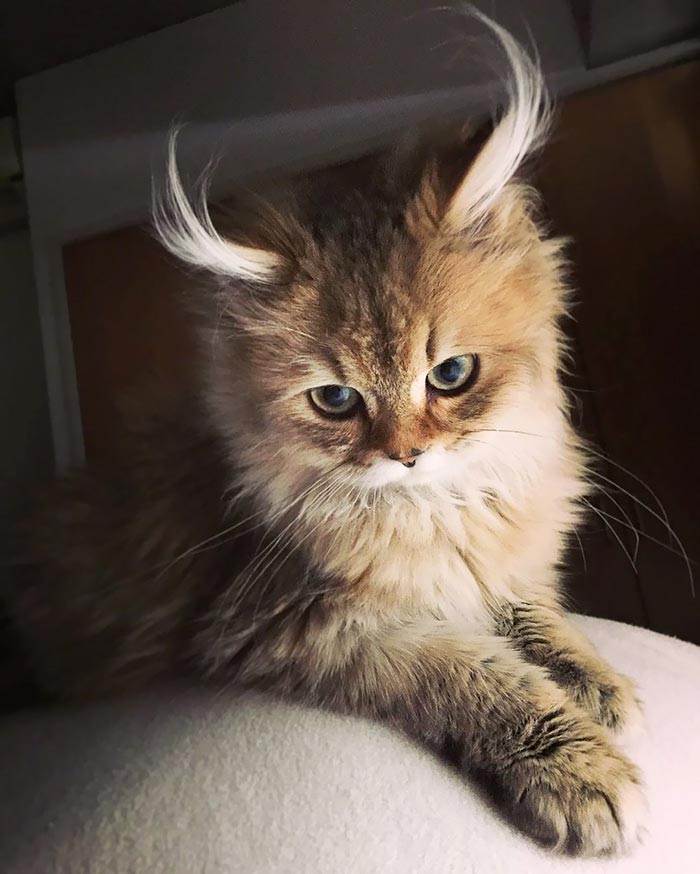 Пушистое чудо: фотографий удивительной красоты котов со всего мира (29 фото)