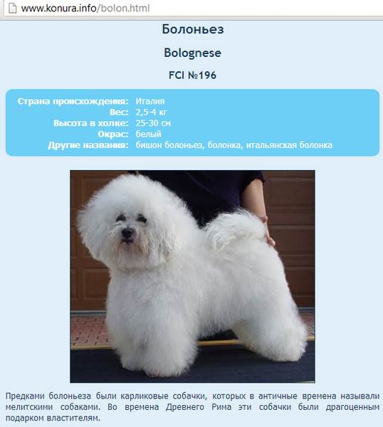 Мальтийская болонка (мальтезе) - 100 фото красивой породы. описание собаки от а до я