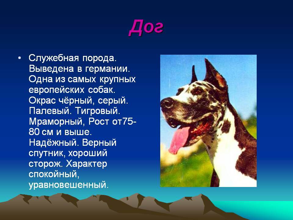 Порода собак немецкий дог: фото, описание, характер, особенности содержания и отзывы владельцев :: syl.ru