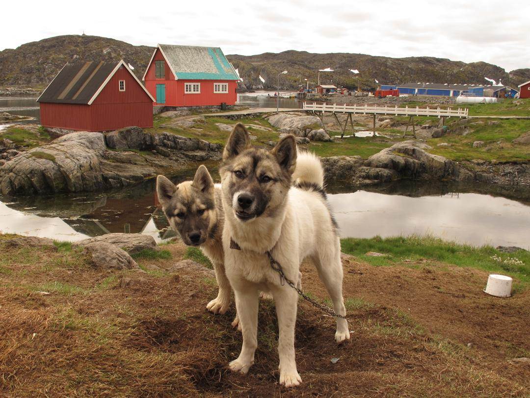 Все о лучших друзьях полярников – гренландских собаках |