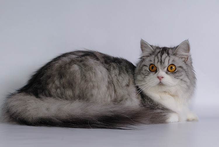 Хайленд-страйт – шотландская прямоухая длинношерстная кошка: описание породы, уход, плюсы и минусы