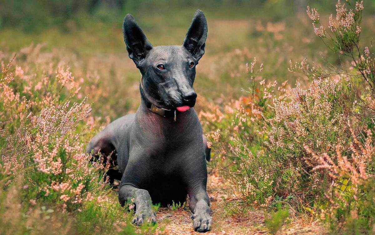 Редкие необычные породы собак: названия фотографии | интересный сайт