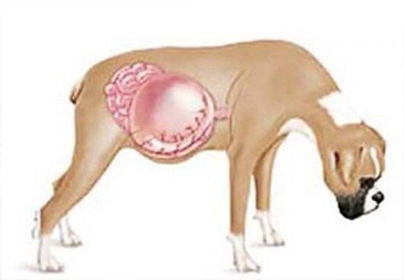 7 причин, почему у собаки бурлит в животе - что делать