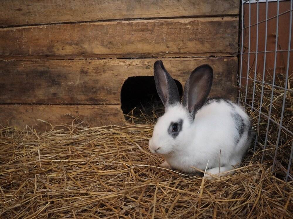 Все о кроликах: интересные факты, информация о домашних животных