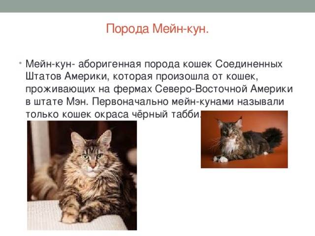 Мэнкс или мэнская кошка: описание породы кошки, характеристики, фото, правила ухода и содержания - petstory