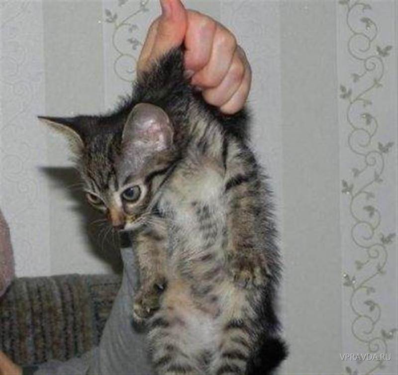 Как правильно брать и держать кота или кошку на руках, чтобы не причинить неудобств животному?