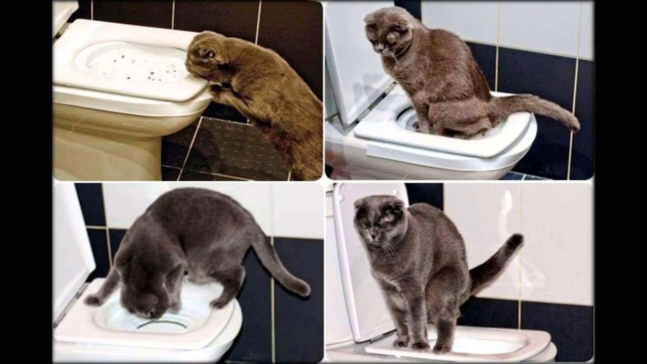 Когда котята начинают какать и как часто они должны ходить в туалет по-большому?