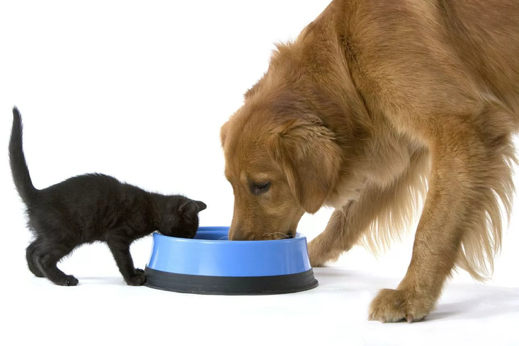 Можно ли кормить собаку кошачьим кормом и что будет, если давать его постоянно